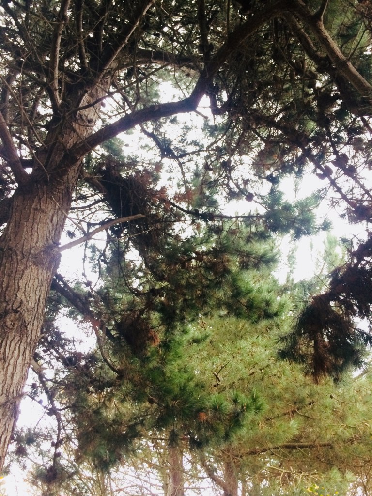 PetitSourire3.Advent-1